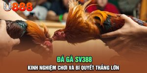 Trải Nghiệm Đỉnh Cao Với Đá Gà SV388 - Đăng Ký U888 Ngay!