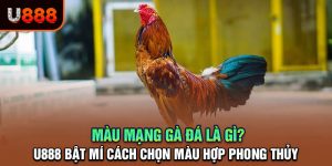 U888 Bật Mí: Cách Chọn Màu Mạng Gà Đá Hợp Phong Thủy