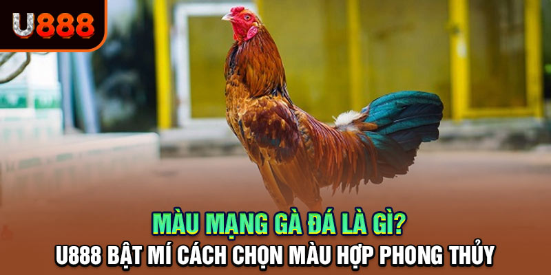 U888 Bật Mí: Cách Chọn Màu Mạng Gà Đá Hợp Phong Thủy