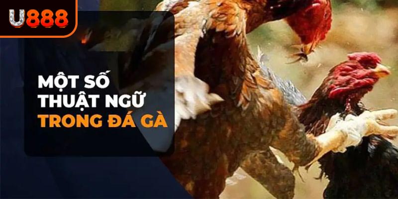 Khám phá một số thuật ngữ trong đá gà