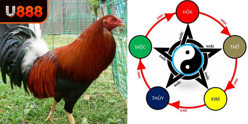 Phương pháp theo dõi màu mạng gà đá cực chuẩn