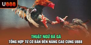 U888 | Top Các Thuật Ngữ Đá Gà Quan Trọng Mà Bạn Cần Biết