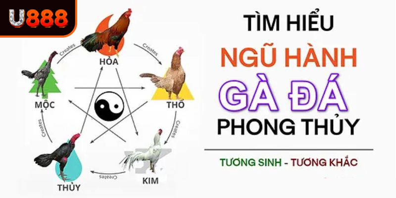 Tìm hiểu về màu mạng gà đá